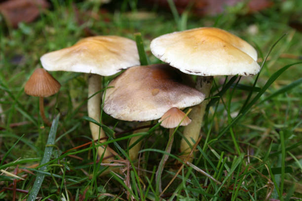 istock Mushrooms growing on lawn 1070766660