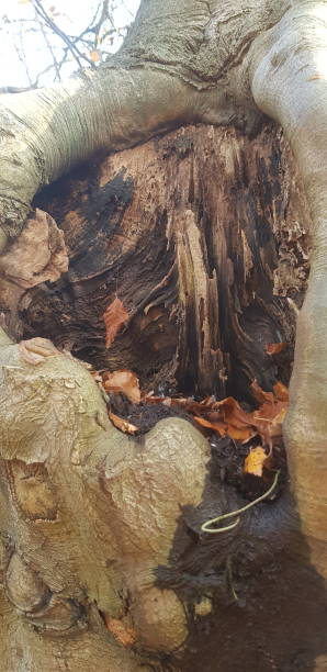 istock Dead wood in a living tree 1070767618