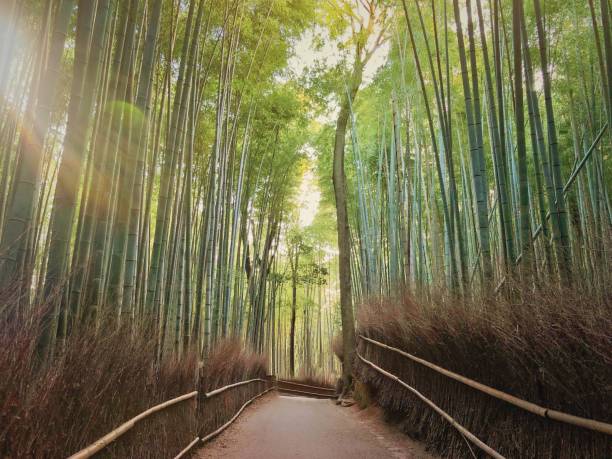 istock Arashiyama Bamboo Forest Kyoto Japan 1070769356