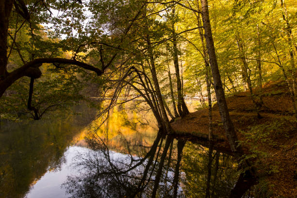 istock Nature in autumn time - Forest, river 1070769710