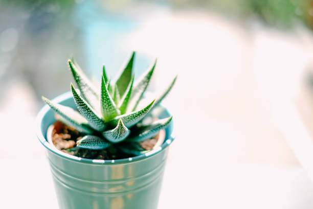 Beautiful green with white spots succulent Haworthia Fasciata on the metal flowerpot near window in bright sunny day. Home plants and ecology decoration. Selective focus, blurred background stock photo