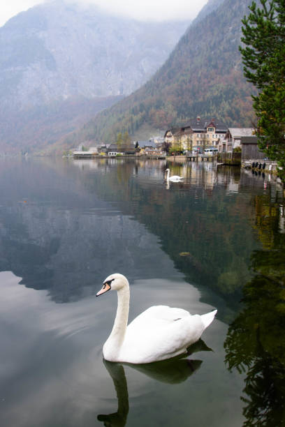 istock swan of hallstatt lake 1070777894