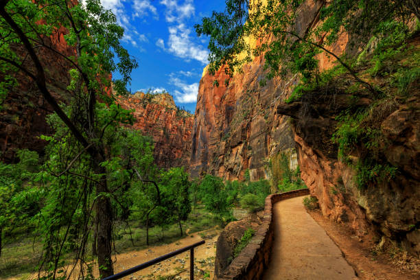 Riverwalk to the Narrows The Riverwalk Trail to the Narrows at Zion National Park zion river stock pictures, royalty-free photos & images
