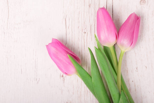istock Tulips on the white wooden background 1070780068