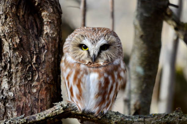 istock Northern Saw-whet Owl in the wild 1070782468