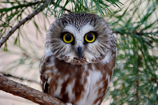istock Northern Saw-whet Owl in the wild 1070782624