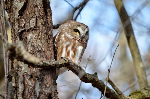 istock Northern Saw-whet Owl in the wild 1070782666