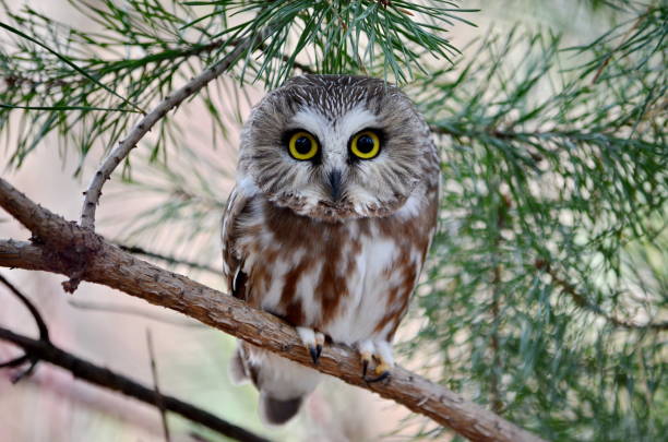 Eyes
