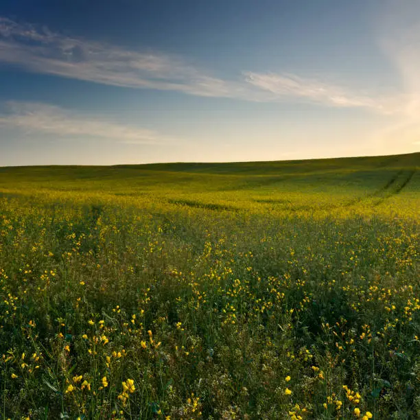 Amazing meadow sunrise landscape with wild flowers in north Poland.