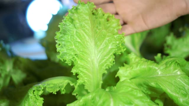 Lettuce in greenhouse hydroponics