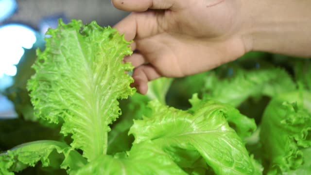 Lettuce in greenhouse hydroponics