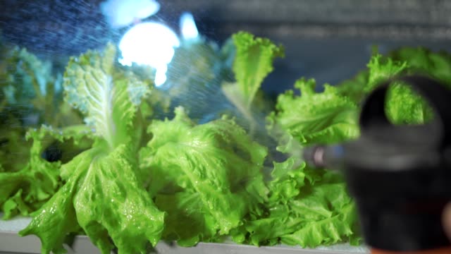 watering lettuce in greenhouse hydroponics