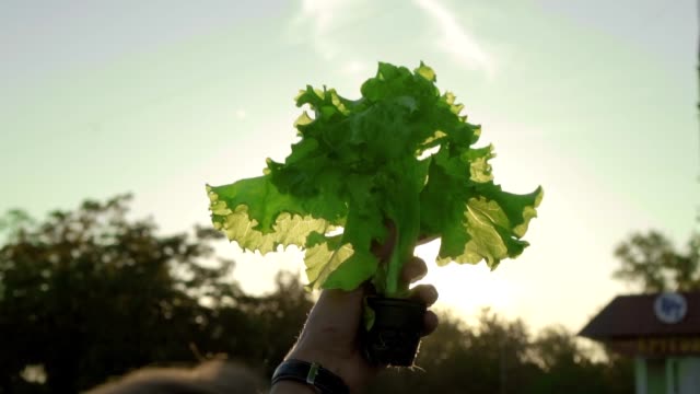 green lettuce on the background of the sun hydroponically grown