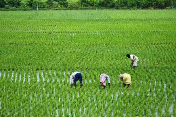 woman working in paddy field in west bengal india - west indian culture imagens e fotografias de stock