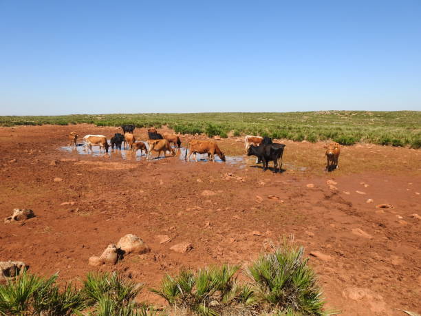 istock the herd of cows drink 1070796886