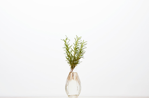 Rosemary inserted in a vase