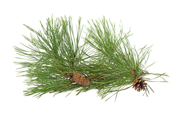 istock pine branch and cones isolated on white background 1070804174