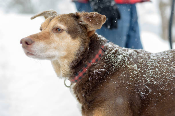 istock Close-Up Of Dog During Winter 1070805462