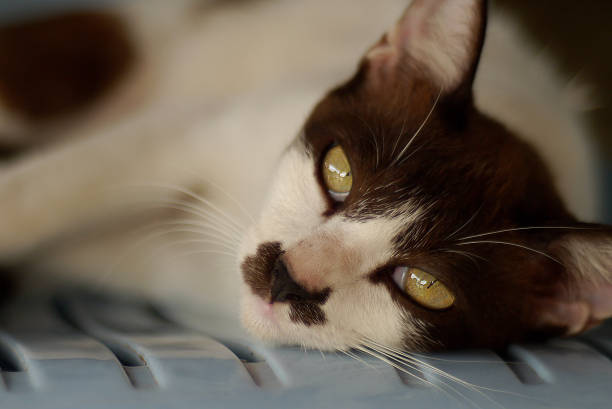 Close up of tortoiseshell cat lay down on room floor