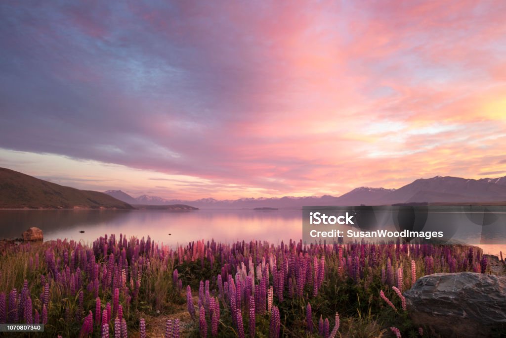 Spring lupines at sunrise. Lake Tekapo, New Zealand Lake Tekapo, on the South Island of New Zealand. A colorful sunrise matches the multiple colors of the lupines that grow wild around the lake in the spring (November/December in New Zealand). The distant mountains and sky are reflected in the still waters of the lake.
Note: some fine noise is visible at 100%. Pink Color Stock Photo