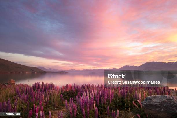 Spring Lupines At Sunrise Lake Tekapo New Zealand Stock Photo - Download Image Now