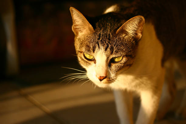 istock Close-Up Portrait Of A Cat 1070809092