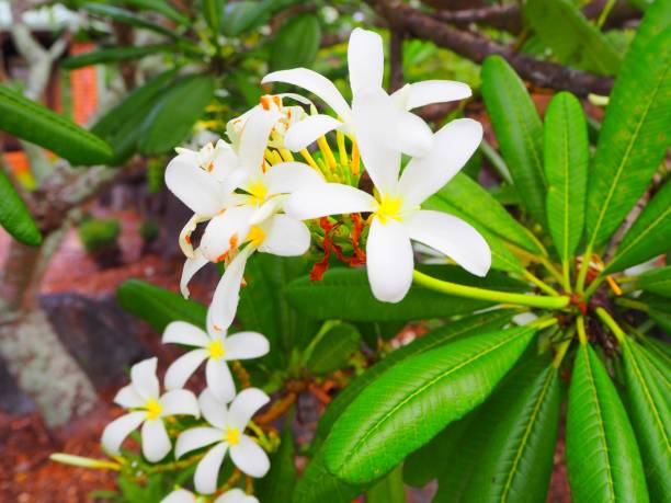 Frangipani blooming in Spring in Australia stock photo