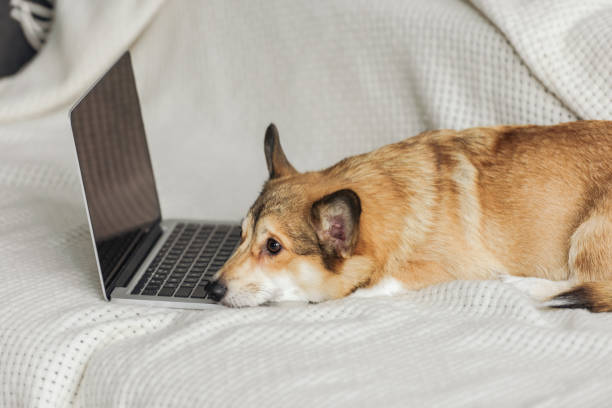 istock adorable corgi dog lying on couch with laptop 1070810842