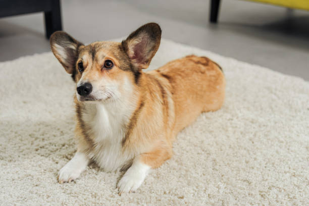 istock cute corgi dog lying on carpet and looking away 1070811264