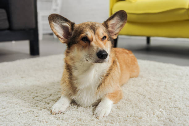 istock adorable corgi dog lying on carpet and looking away 1070811374