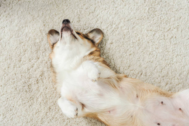 istock high angle view of cute corgi dog lying on carpet 1070811390