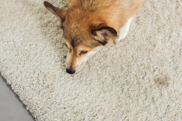 istock high angle view of corgi dog lying on carpet 1070811410
