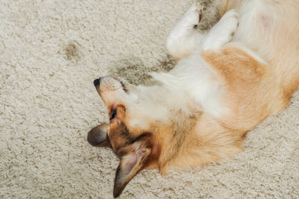 istock high angle view of adorable corgi dog lying on carpet 1070811562