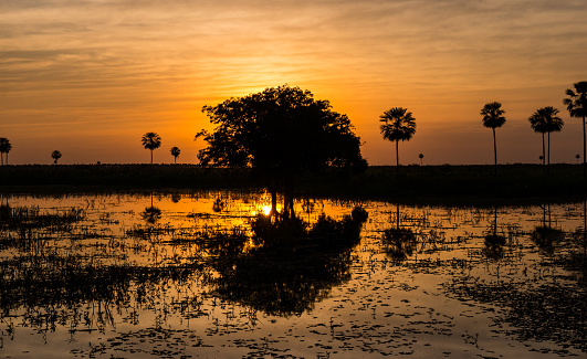 Magical Golden Sunset in the Pantanal Wetlands in Paraguay. The Pantanal is the world's largest tropical wetlands area located on the border of Paraguay, Bolivia, and Brazil.