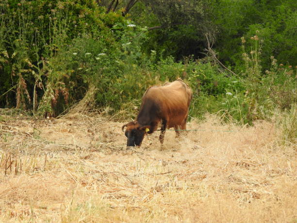 istock cow in the field 1070813640