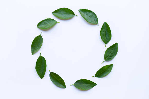 istock Circle frame made of green lime leaves isolated on white background. 1070813916