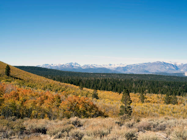 istock Aspen trees during Autumn in the California Sierra Nevada mountains 1070814962