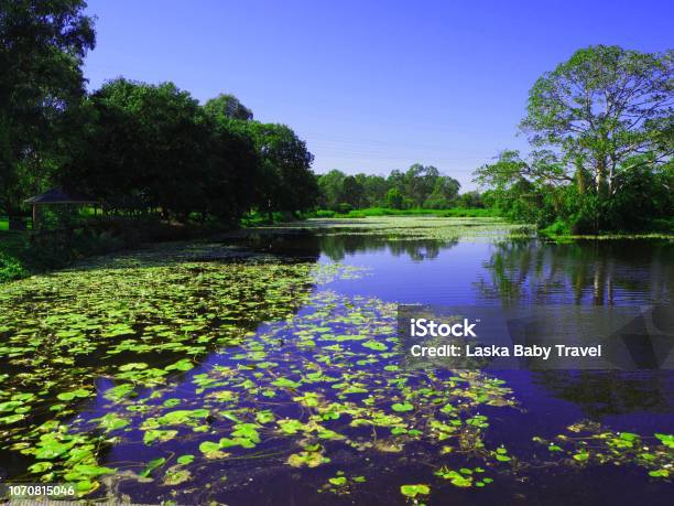 Duck Pond In Brisbane Western Suburbs Stock Photo - Download Image Now - Australia, Backgrounds, Beauty