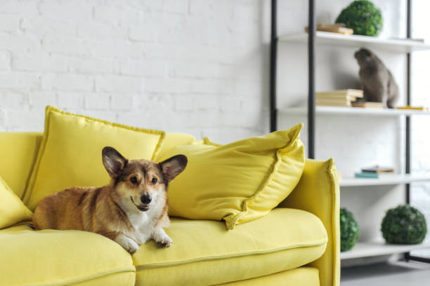 corgi couch