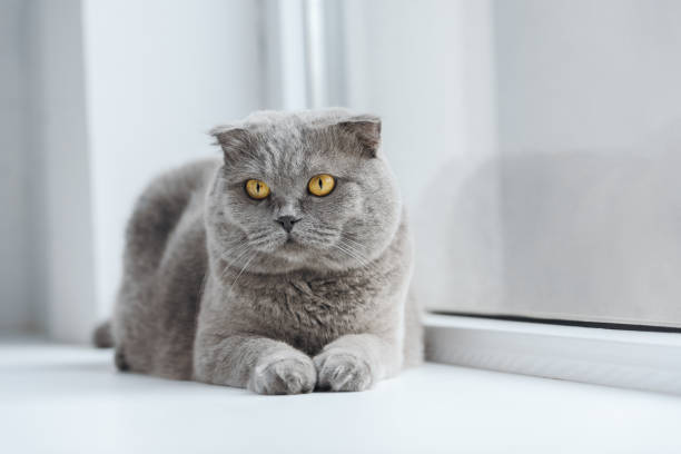 adorable scottish fold cat relaxing on windowsill at home and looking away adorable scottish fold cat relaxing on windowsill at home and looking away scottish fold cat photos stock pictures, royalty-free photos & images