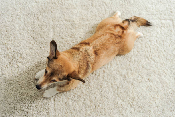 istock high angle view of corgi puppy lying on carpet 1070817012