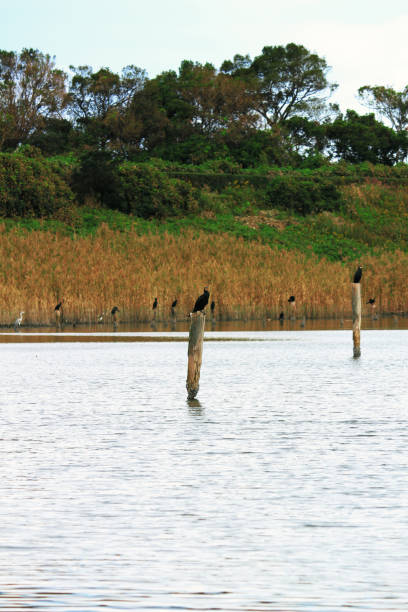 istock A Bird standing on a wooden pile 1070821098