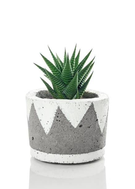 istock Dark green aloe plant in a handmade concrete pot 1070821494