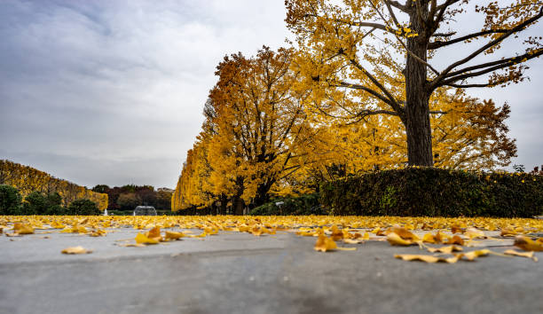 istock Ginkgo tree and leaves falling to the ground 1070821926