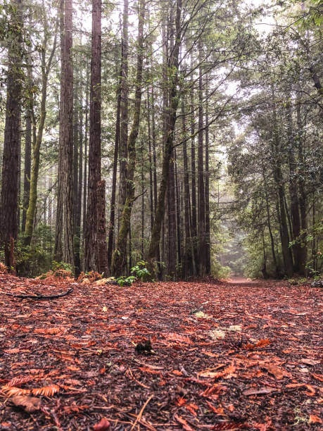 비 동안 북부 캘리포니아에서 레드우드 숲 트레일입니다. - rainforest redwood forest footpath 뉴스 사진 이미지