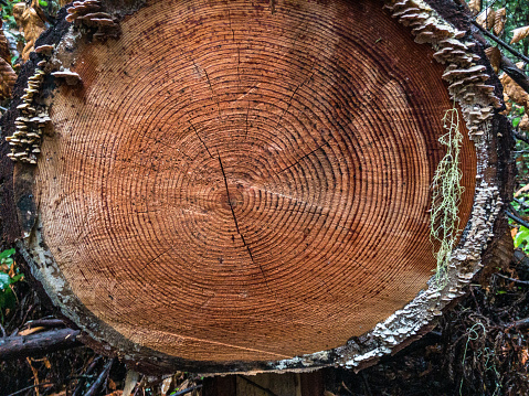Image of Blurred green grass and ripples of age in a tree stump