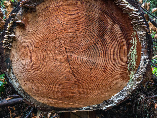 крупным планом бревенчатые кольца деревьев, вырубленных в лесу - lumber industry timber tree redwood стоковые фото и изображения
