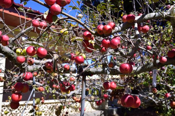 istock Apple and apple tree on the farm 1070823482