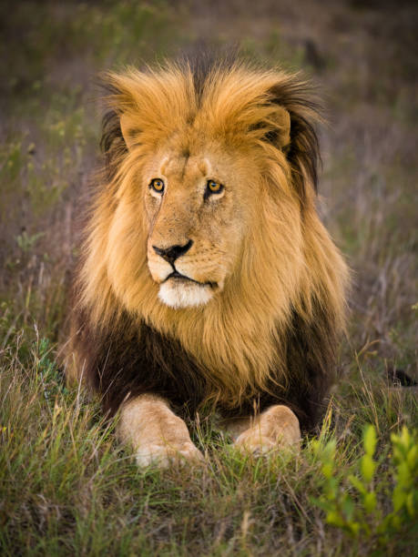 istock male lion resting in the grass 1070825540