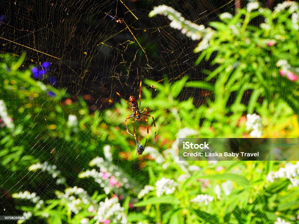 Spiderweb in Brisbane Botanical Gardens Australian native garden spiders are great environment protectors and quite harmless agnificient creatures Agricultural Field Stock Photo